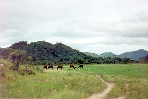 bikingtrail1.jpg