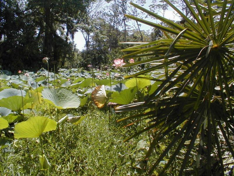 botanicalgarden.jpg