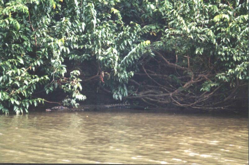 caymaninrupriva.jpg