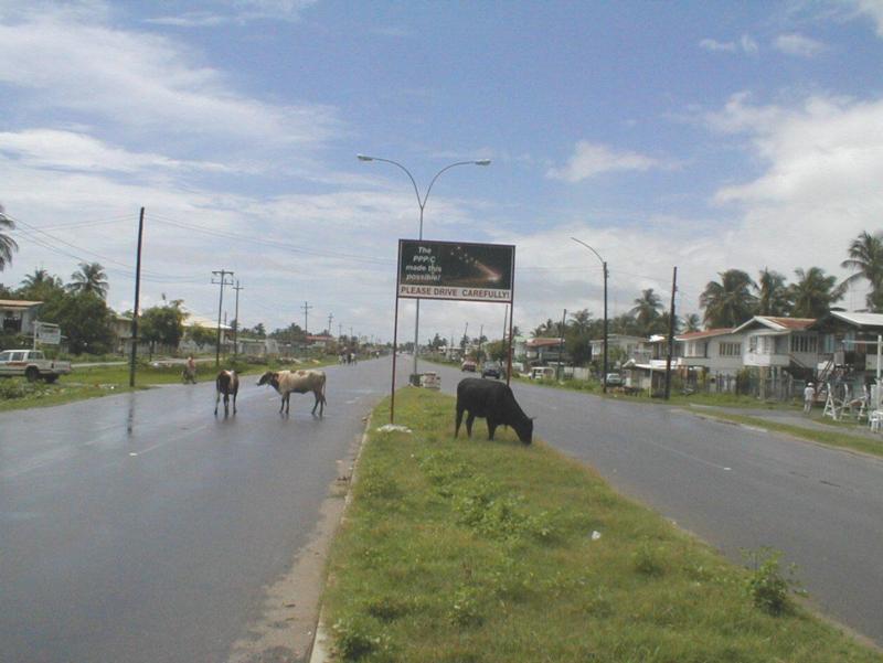 cowsonhighway.jpg