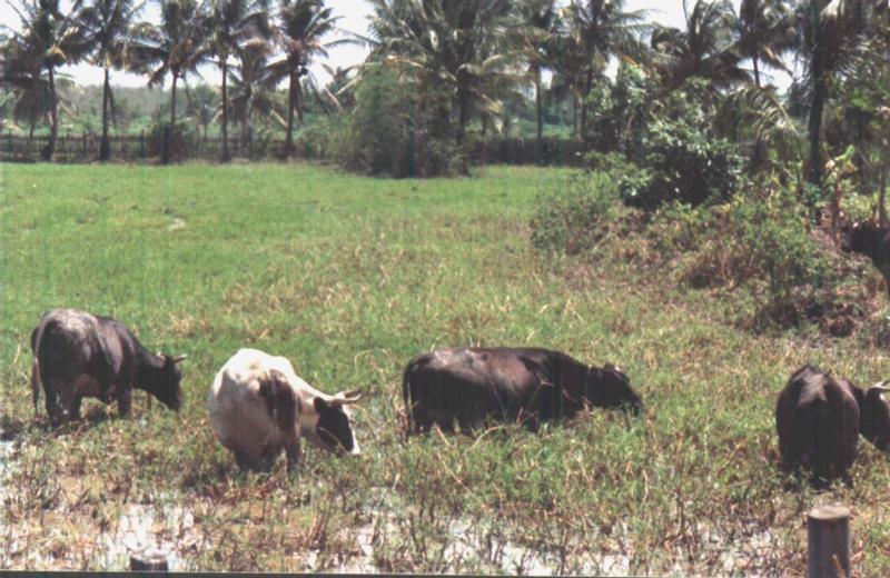 cowswestbank.jpg