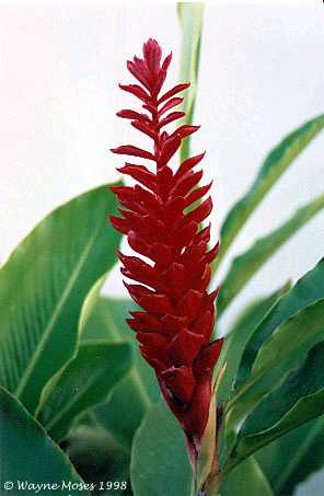 gingerlily.jpg