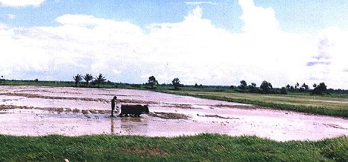 leguan2.jpg