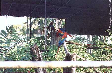macaws.jpg