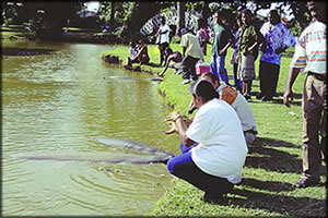 manatee_talk.jpg