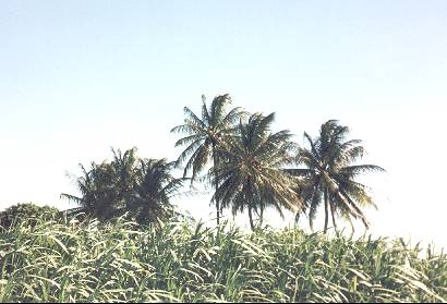 palms_cane.jpg