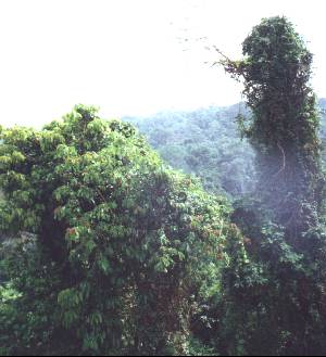 rain_forest.jpg