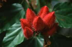 redflower.jpg