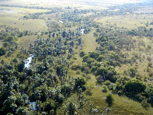 savannas.jpg