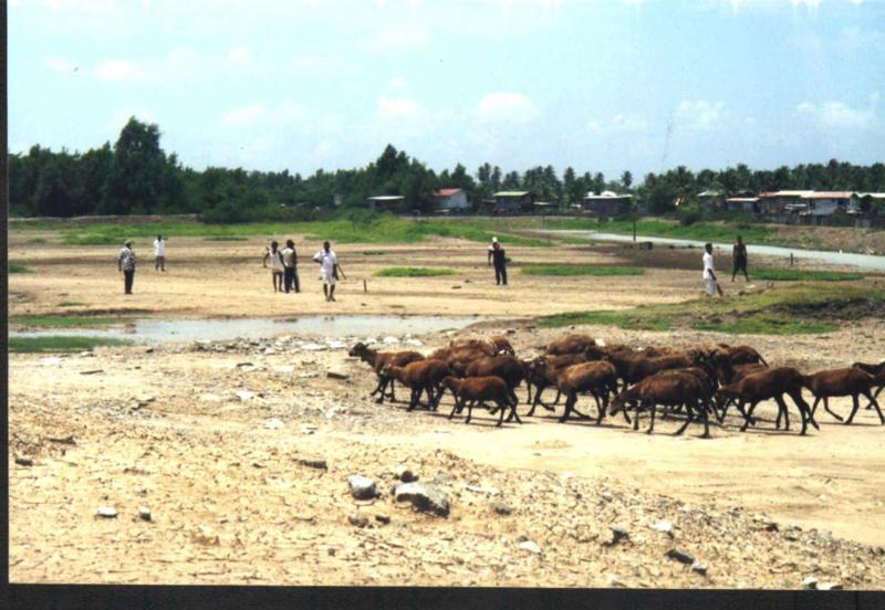 sheepcricketecsep00.jpg
