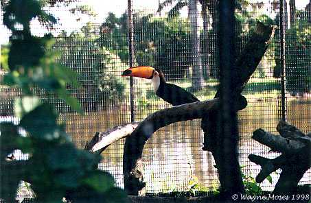toucan.jpg