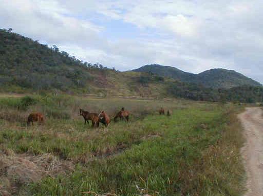 wildhorseslethem.jpg